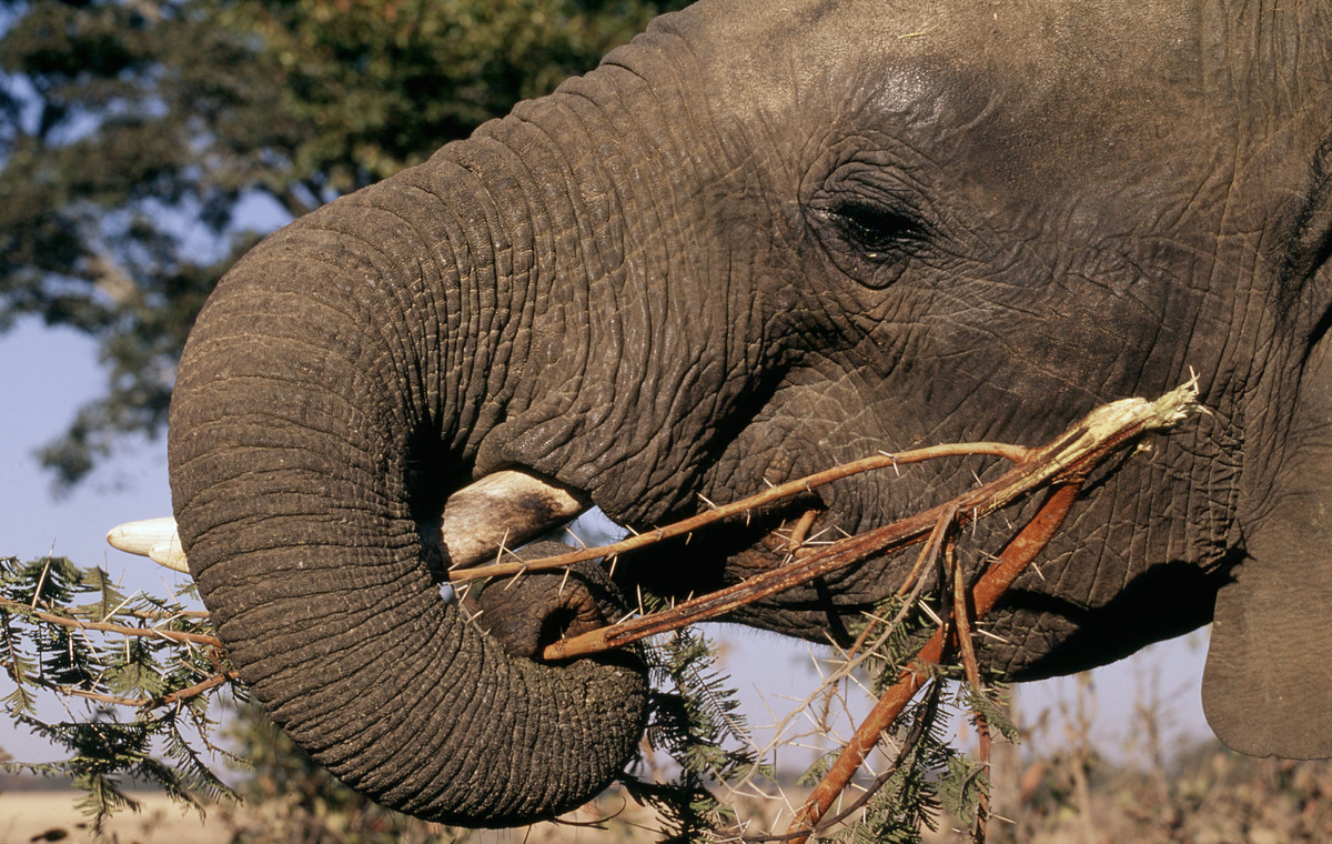 Especies y hábitats: Elefante - Nuestro trabajo | WWF España