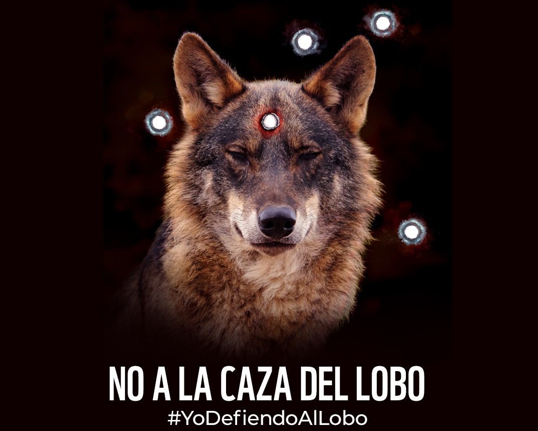 Denunciamos la provocación de la Junta de Castilla y León al subastar los  últimos trofeos de lobo | WWF España