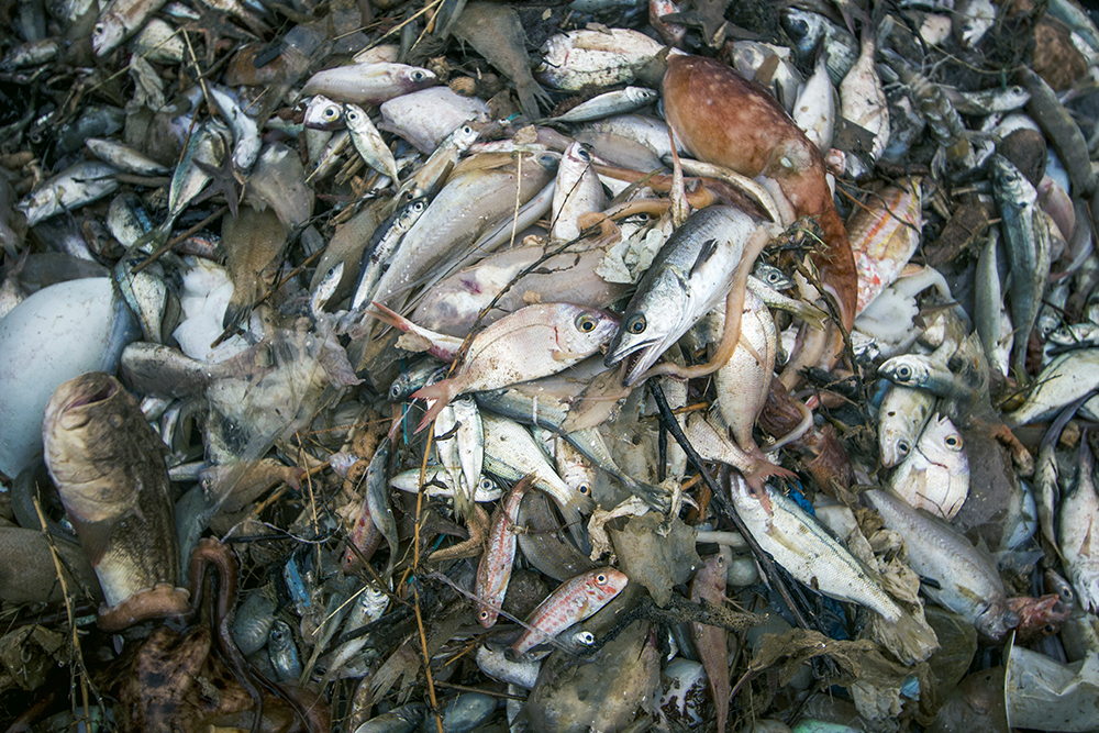 Océanos: Pesca sostenible - Nuestro trabajo