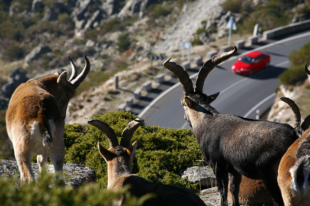 Cabras observan la carretera. La falta de conectividad en el territorio de la Península Ibérica ...