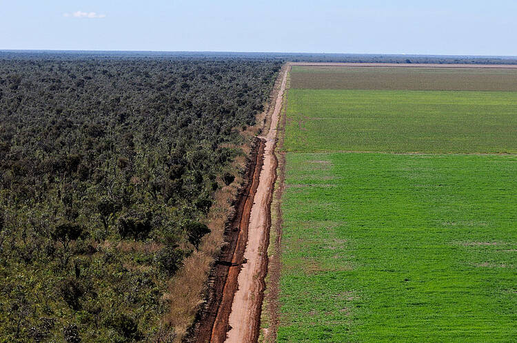 Paisaje de frontera. Plantación de monocultivo de soja en El Cerrado Brasil 