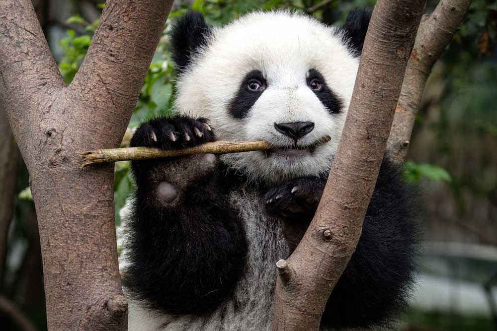 Panda gigante (Ailuropoda melanoleuca) "Chengdu Research Base of Giant Panda" en Chengdu, ...