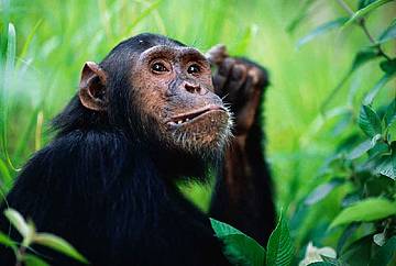 De nombre Faustino, este chimpancé oriental (Pan troglodytes schweinfurthei) vive en el Parque Nacional de Gombé en Tanzania