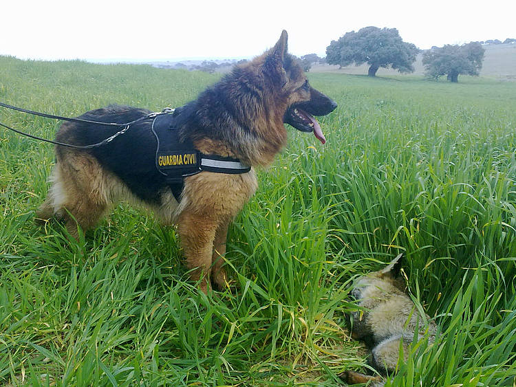 Perro de la unidad cinológica de la Guardia Civil