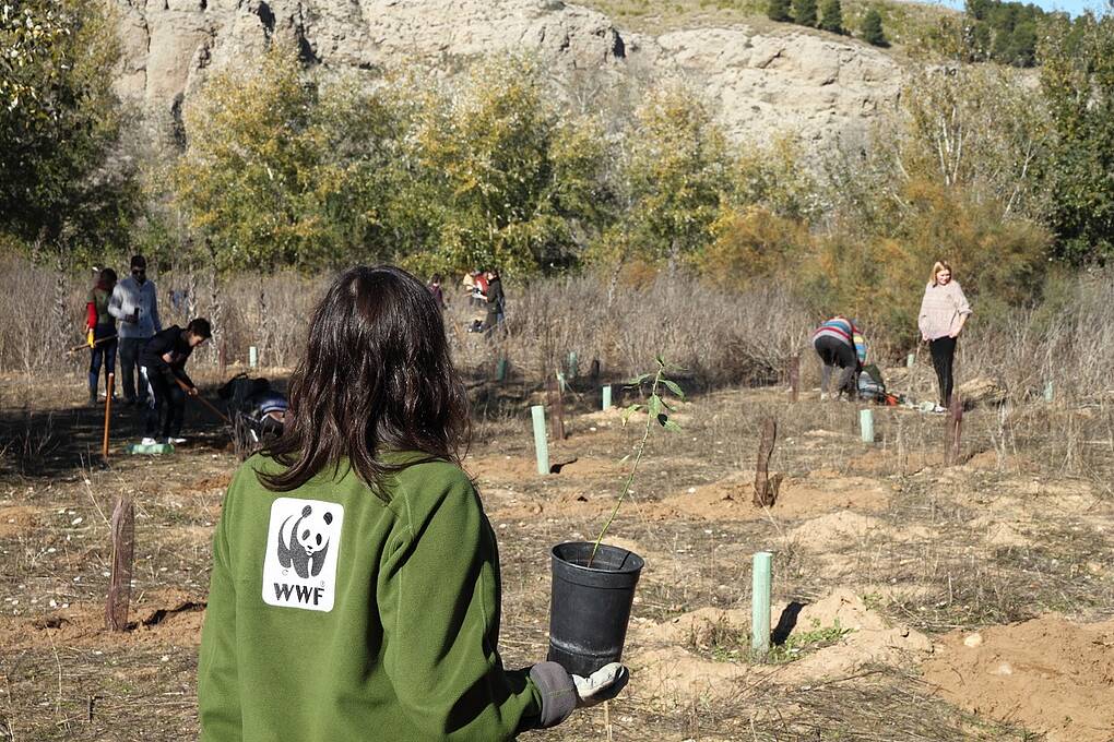Participa: Red de voluntariado WWF España - Plantación en red | WWF España