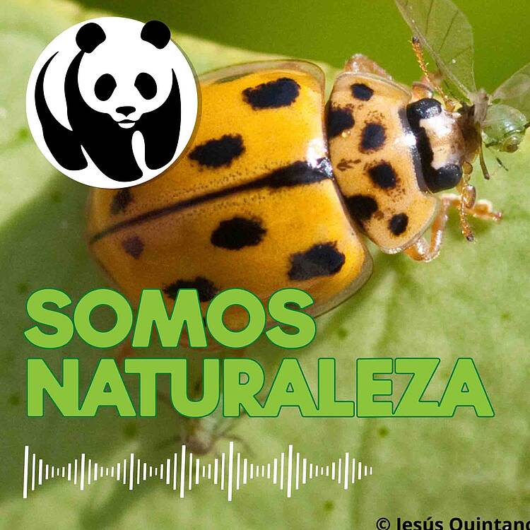 Episodio 14 Podcast Somos Naturaleza: bichos, esos aliados naturales
