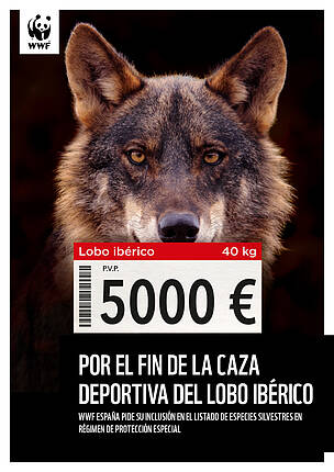 Pedimos a la Junta de Castilla y León que suspenda la subasta de la caza de  los últimos 12 lobos de España | WWF España