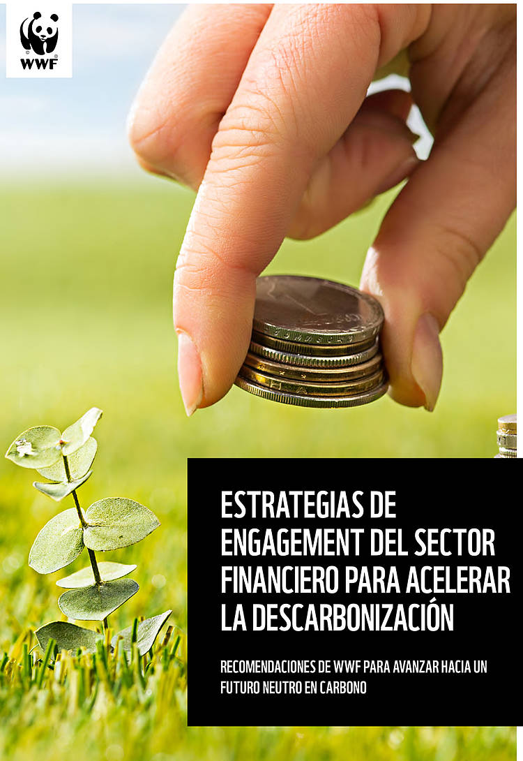 Informe Estrategias de engagement del sector finaciero para acelerar la descarbonización