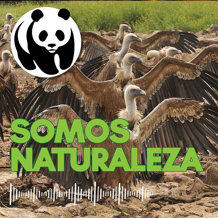 Podcast Portada Somos Naturaleza Montejo 