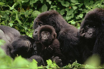 Gorilas de montaña, Parque Nacional de Virunga, Depública Democrática del Congo (RDC)
