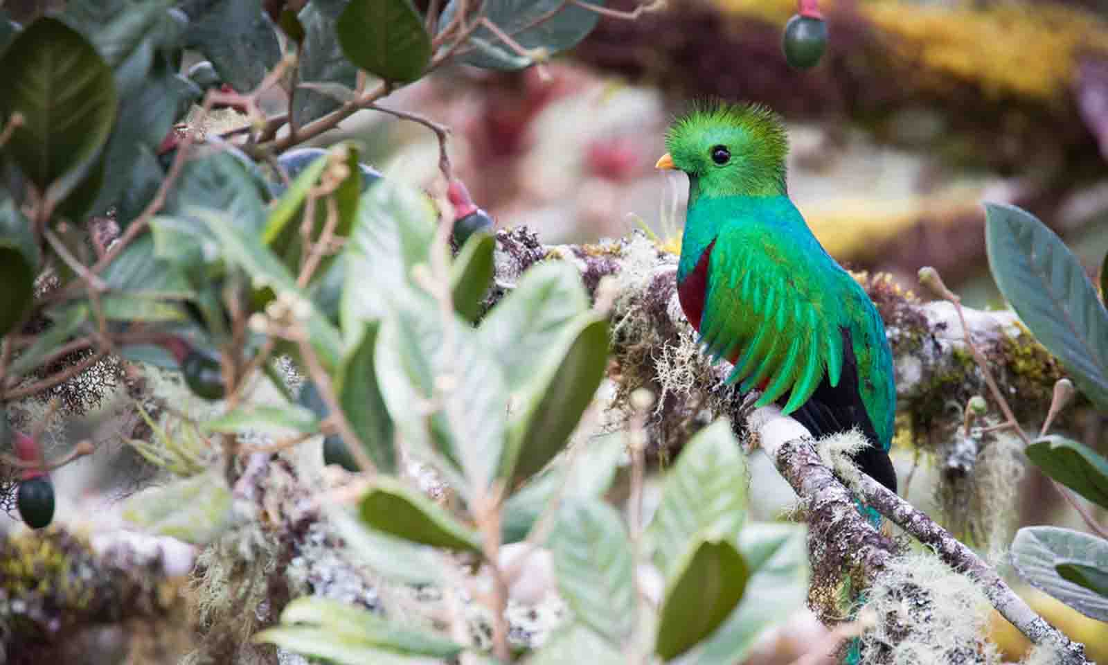 Resplendent quetzal (Pharomachrus mocinno) in the Quetzales National Park in Costa Rica