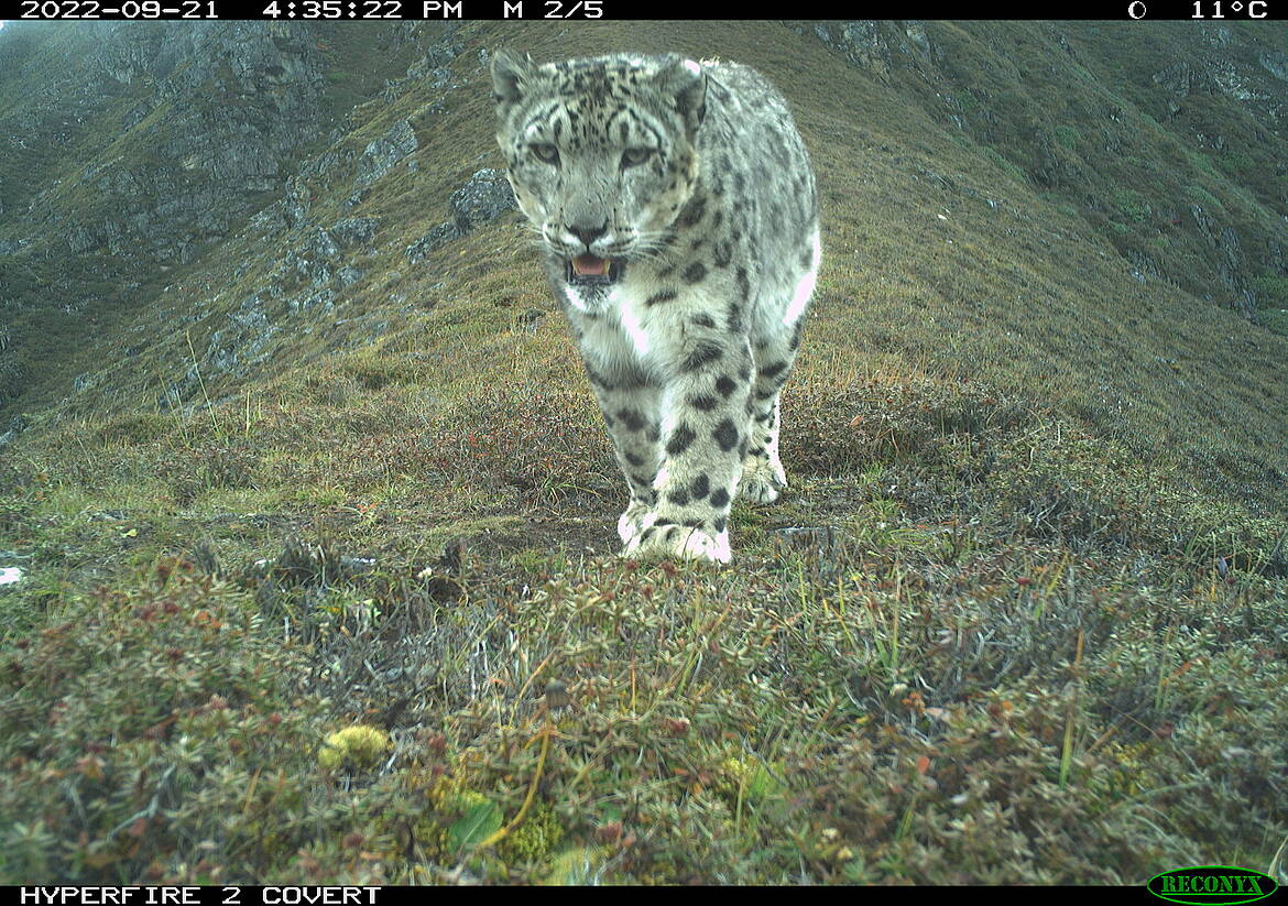 Leopardo de las nieves cámara trampa