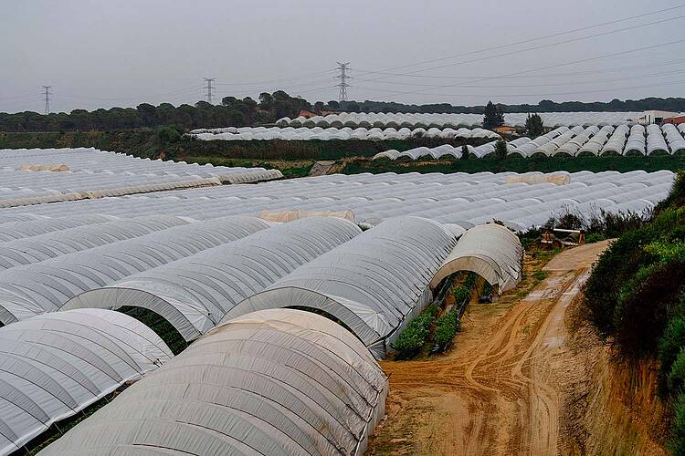 Unas 30 000 toneladas de fresas y otros frutos rojos cultivados ilegalmente con el agua de Doñana podrían comercializarse en el mercado europeo