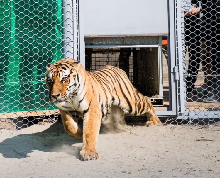 Los tigres regresan a Kazajistán tras 70 años extintos en la zona con la reintroducción de 2 ejemplares