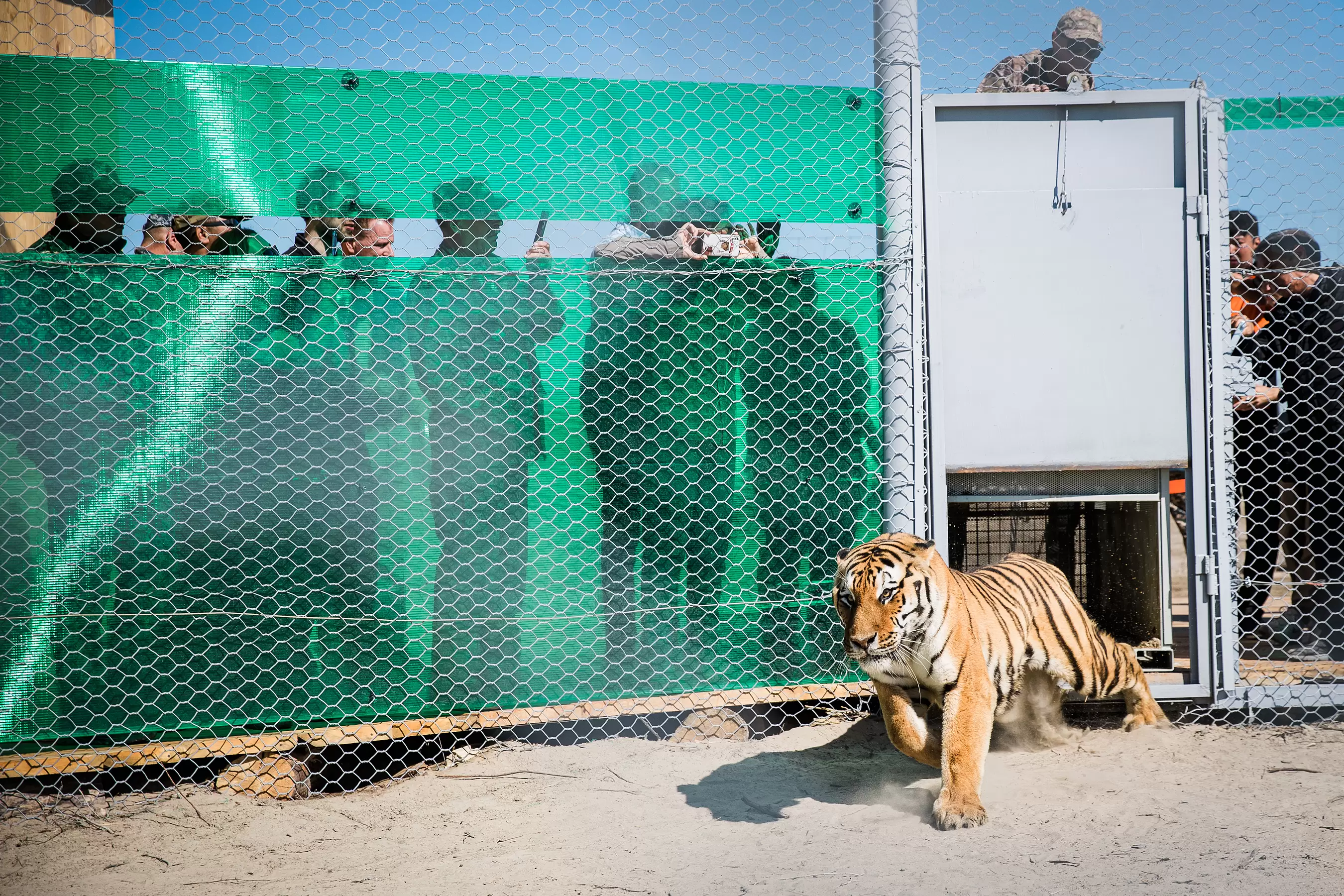 Reintroducción tigres en Kazajistán septiembre 2024