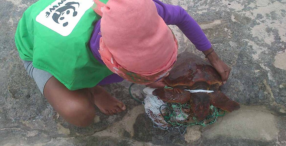 Una voluntaria desenreda a una tortuga atrapada en redes de pesca y plásticos. (Archipiélago de ...