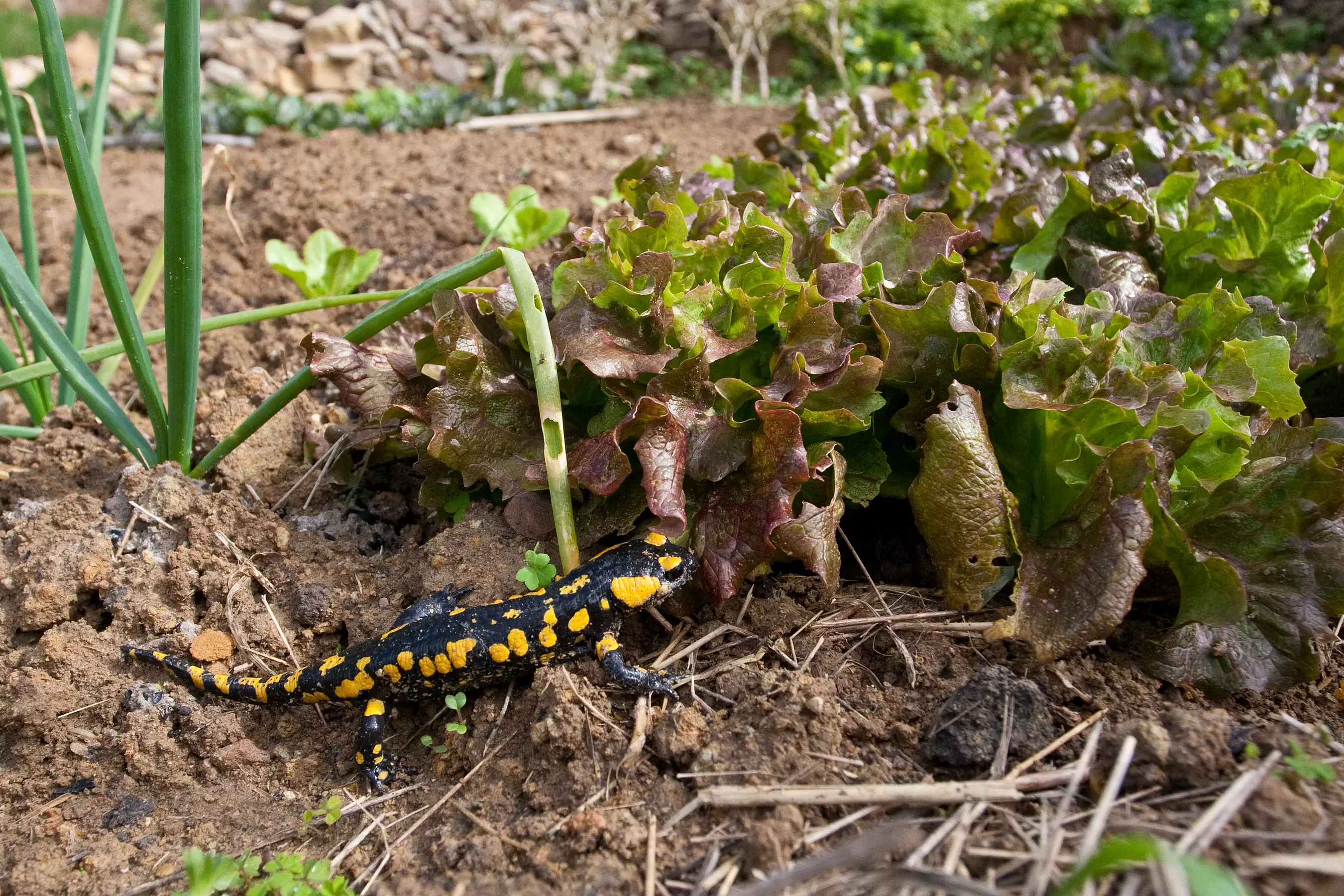 SALAMANDRA EN HUERTA DE MONTAÑA - Jesus Quintano _ WWF