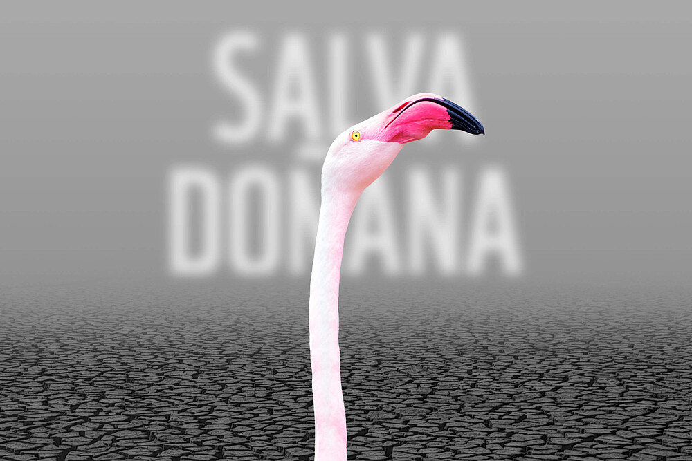 salva Doñana Flamenco