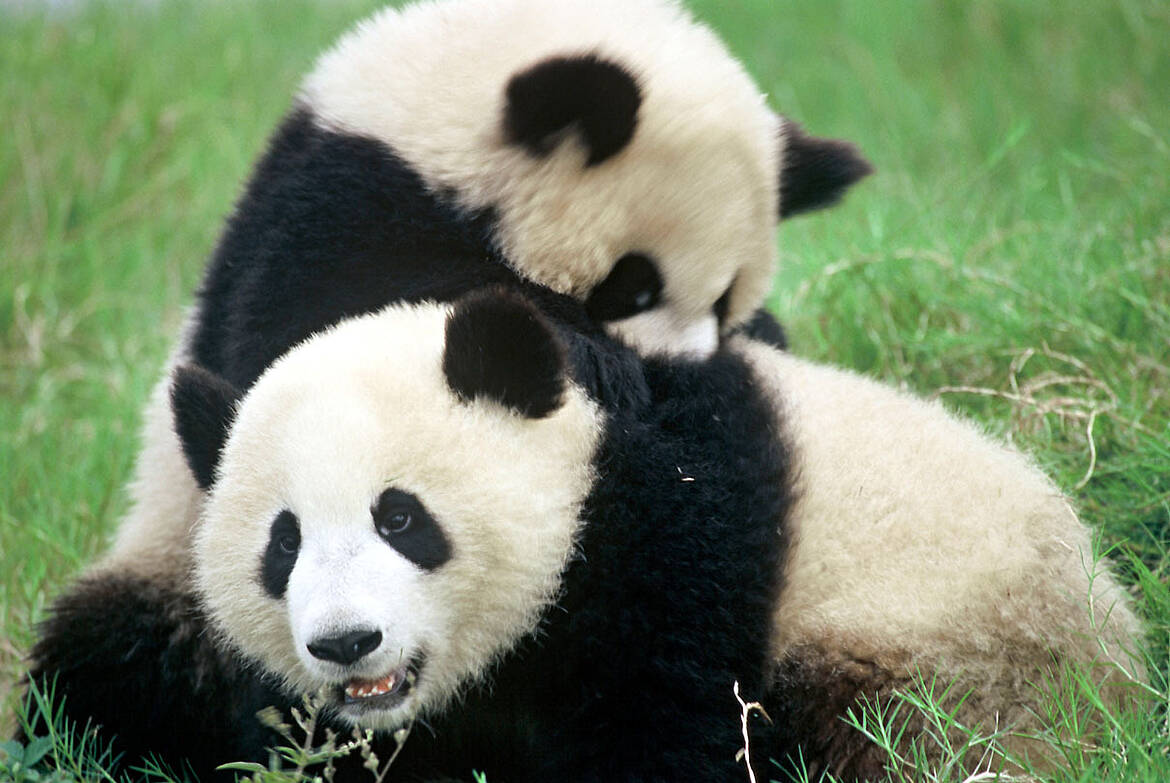 Disfraz Variedad Planificado La deforestación y fragmentación de los bosques chinos amenazan al Panda  Gigante | WWF España