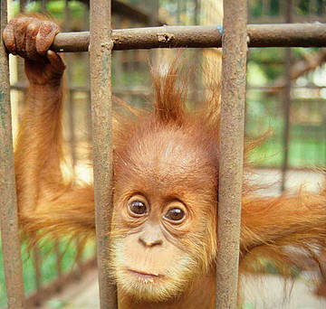 Bebé orangután Sumatra 