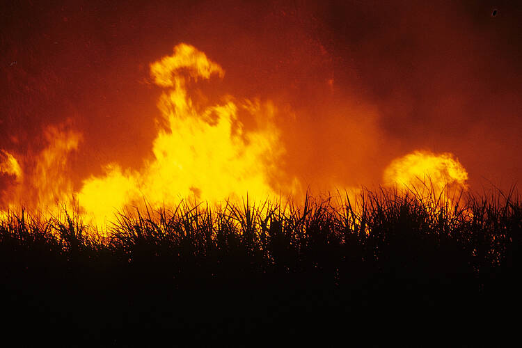 Incendio en una plantación de caña de azúcar en Sao Paolo. 