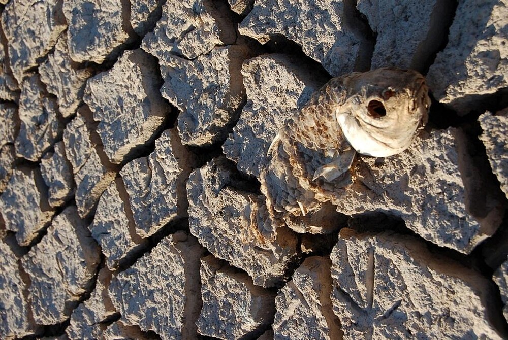 sequías en Doñana y robo del agua