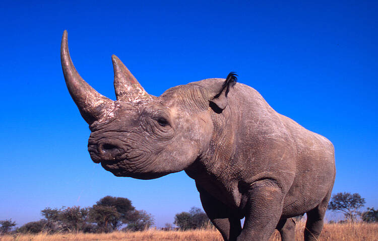 Rinoceronte negro © Martin Harvey / WWF 