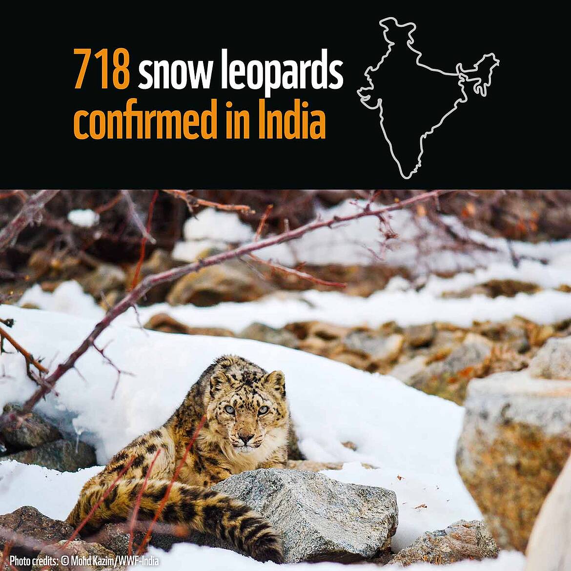 snow leopard India 