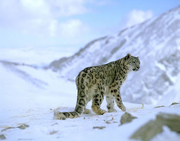 La población de Leopardo de las Nieves en India es de 781 ejemplares