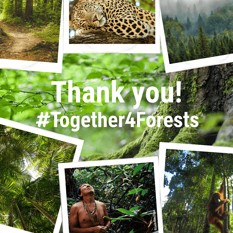 Together 4 forest (campaña deforestación)
