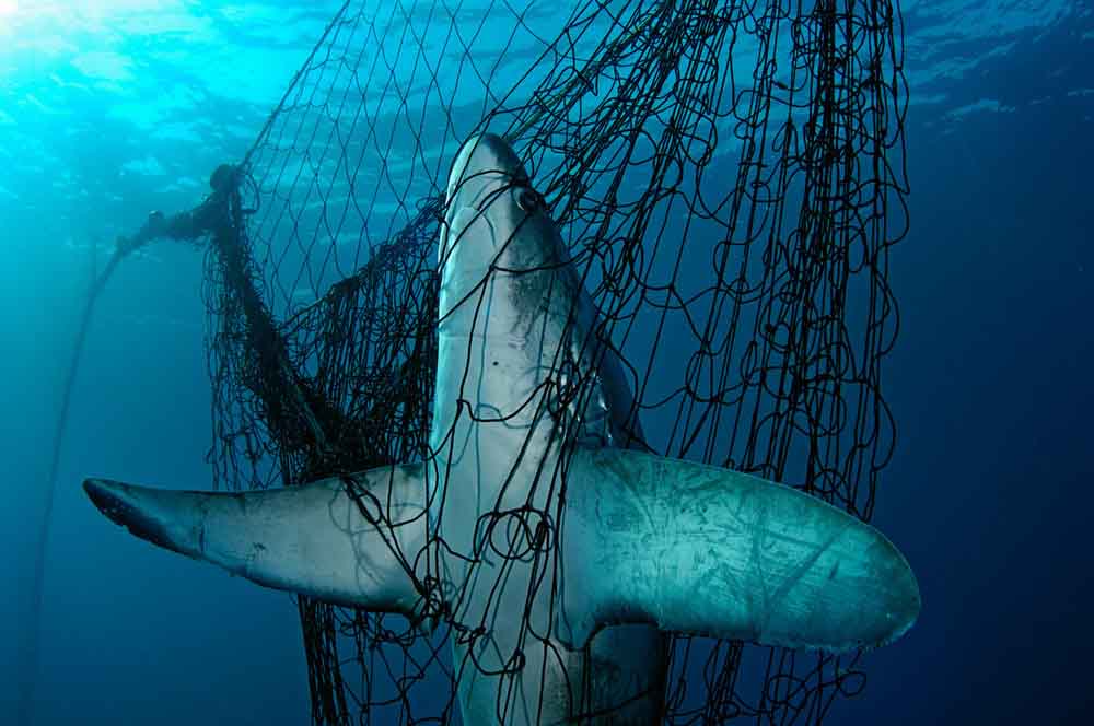 tiburón víctima de las redes de pesca (Alopias vulpinus)