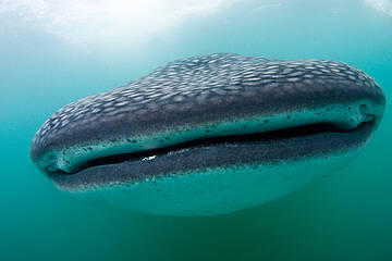 Tiburón ballena (Rhincodon typus) en las aguas de Filipinas