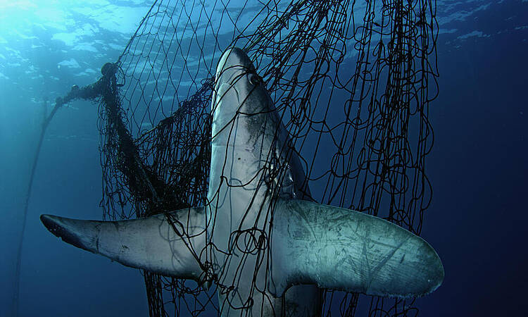 tiburón atrapado en redes de pesca 