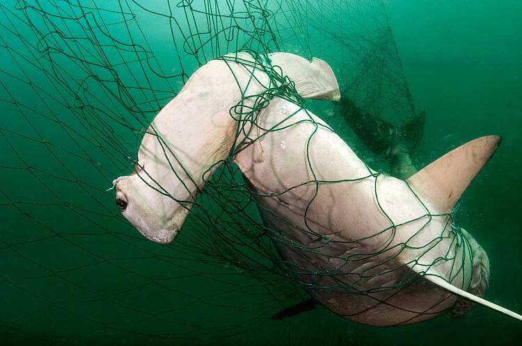 tiburón martillo enredado en redes de pesca 