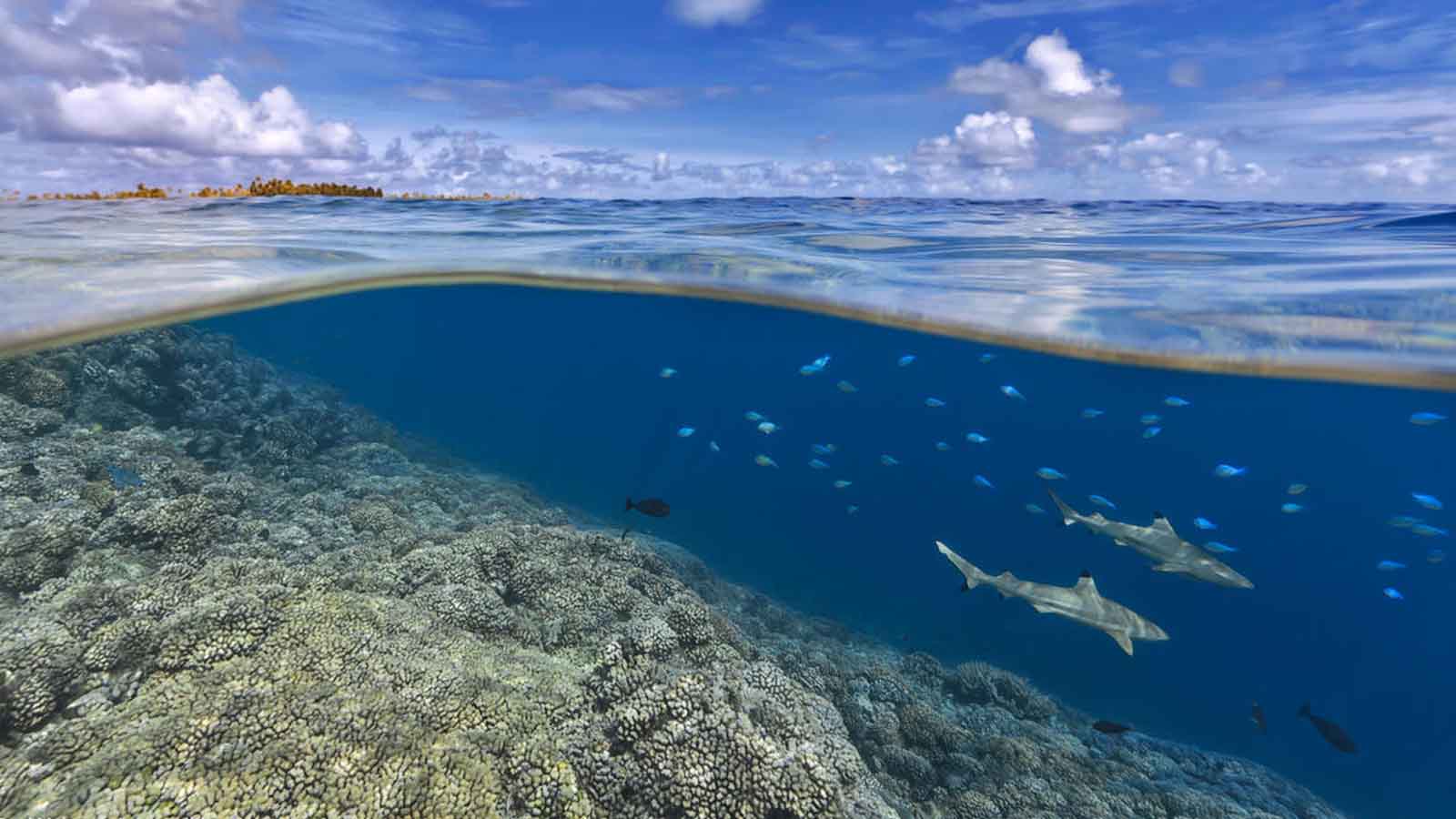 Tiburones de arrecife de punta negra nadando sobre arrecifes de coral de aguas poco profundas. Fakarava, Polinesia Francesa