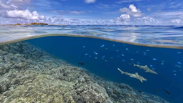 La importancia de los corales y la amenaza del cambio climático