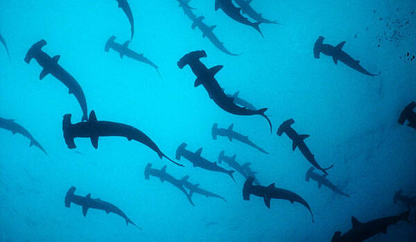 Declive de los tiburones y rayas en los océanos