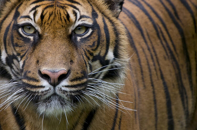 Buenas noticias en el día mundial del tigre: Nepal duplica la población de este felino
