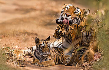 tigres de bengala, madre con crías