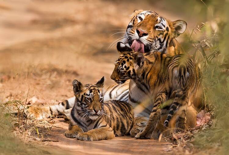 La población de tigres aumenta un 74 % en 13 años pero sigue amenazada por el tráfico ilegal y la destrucción de sus hábitats