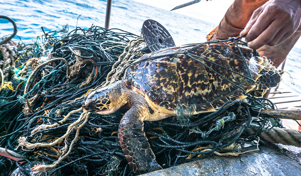 Océanos: Naturaleza sin plásticos. Nuestro trabajo: animales marinos ...