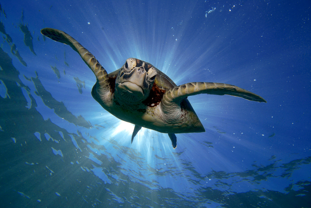 tortuga marina nadando en las Gran Barrera de Coral (Australia)