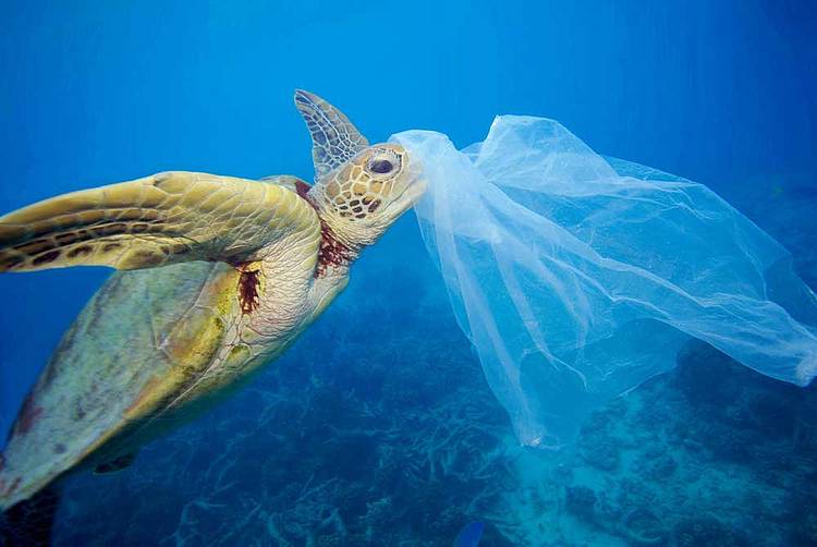 Una tortuga verde confunde una bolsa de plástico con una medusa. Gran Barrera de Coral Australia. (El fotógrafo retiro la bolsa para evitar que se la comiera) 