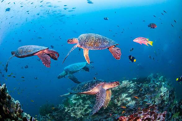 La pérdida de biodiversidad