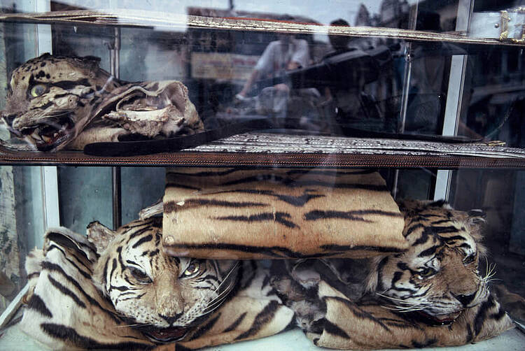 tráfico de especies pieles de tigre de indonesia 