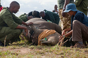 Un veterinario supervisa el trabajo de adormilar y colocar el microchip de radio control a un rinoceronte.