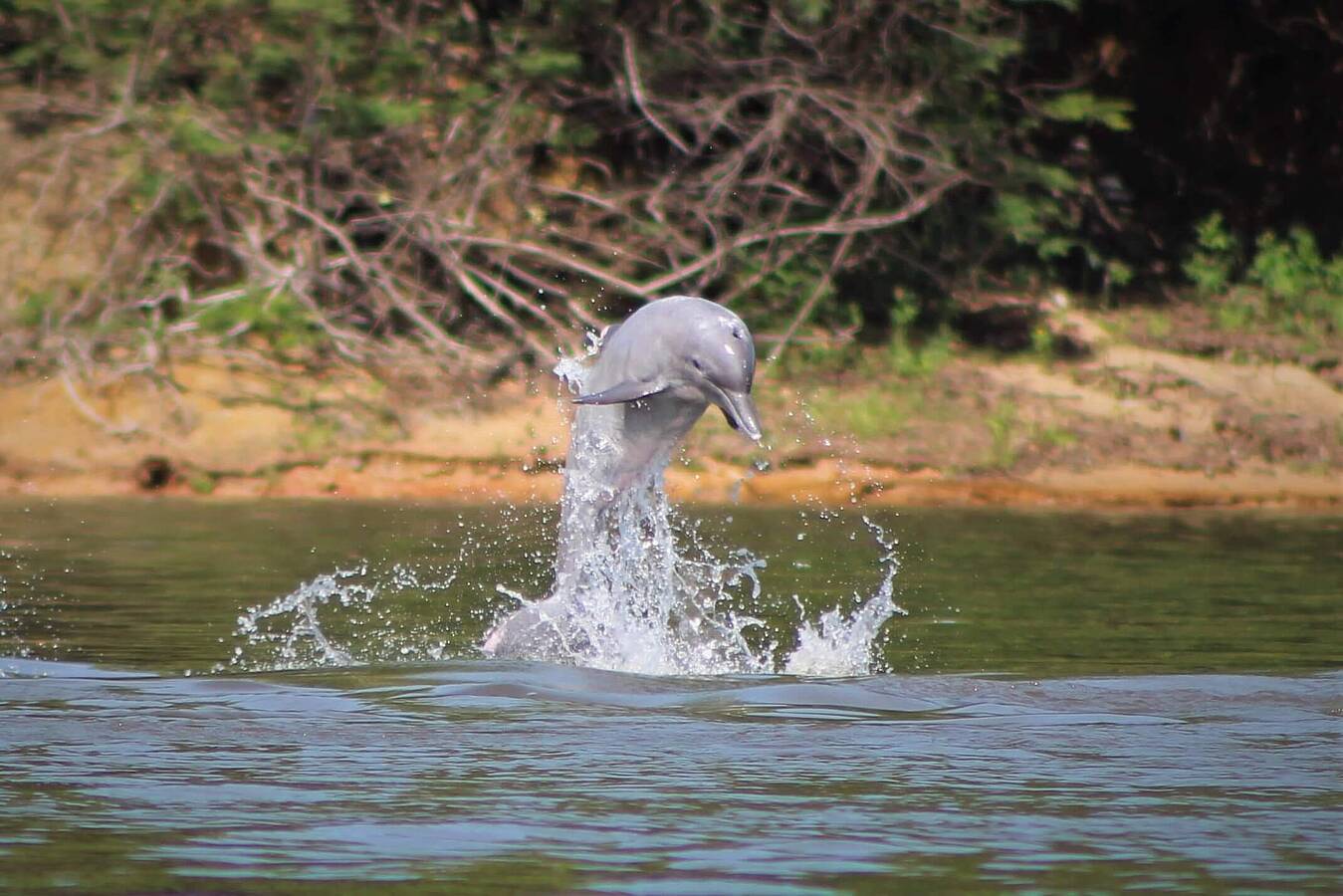 tucuxi delfin de rio