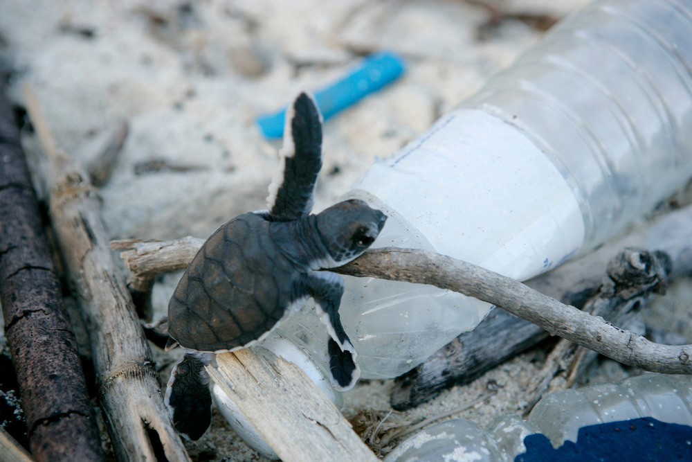 En la isla Juani, en Tanzania, es necesario abrir paso a las crias recién nacidas de tortuga para ...