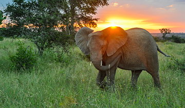 Elefante africano en Sudáfrica 