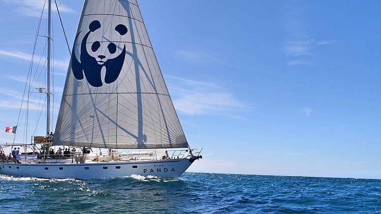 El Blue Panda llega a Motril para pedir la protección de tiburones y rayas en el mar de Alborán